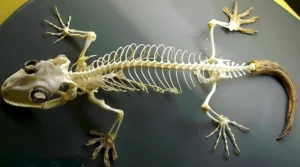 Tokay Gecko Skeleton