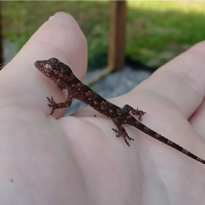 Tropical House Gecko baby