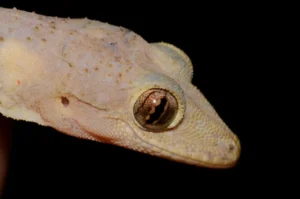 Tropical House Gecko close up of head