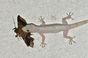 Tropical House Gecko eating a butterfly (3)