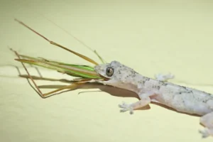 Tropical House Gecko eating a grasshopper