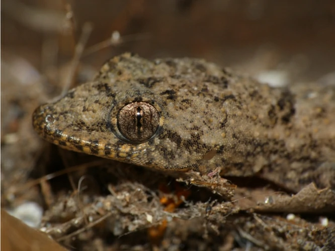 Tropical House Gecko head