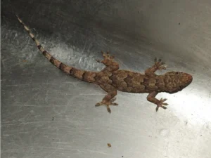 Tropical House Gecko in a sink