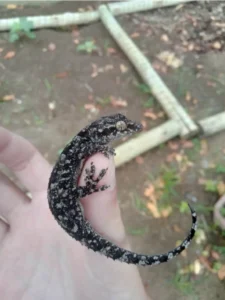 Tropical House Gecko in hand 3