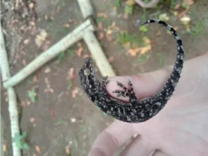 Tropical House Gecko in hand 3