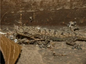 Tropical House Gecko next to brown leaf