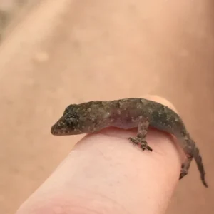 Tropical House Gecko on a finger 1