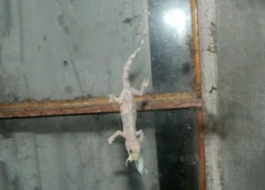 Tropical House Gecko on a glass window, eating a flying bug