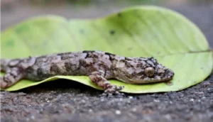 Tropical House Gecko on a green leaf