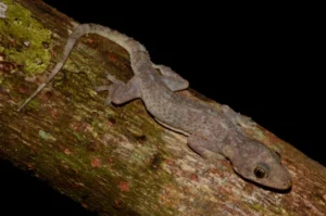 Tropical House Gecko on a log with moss