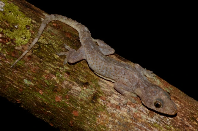Tropical House Gecko on a log with moss