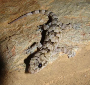 Tropical House Gecko on a rock