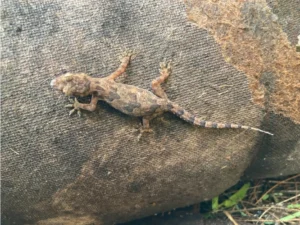 Tropical House Gecko on a sand bag
