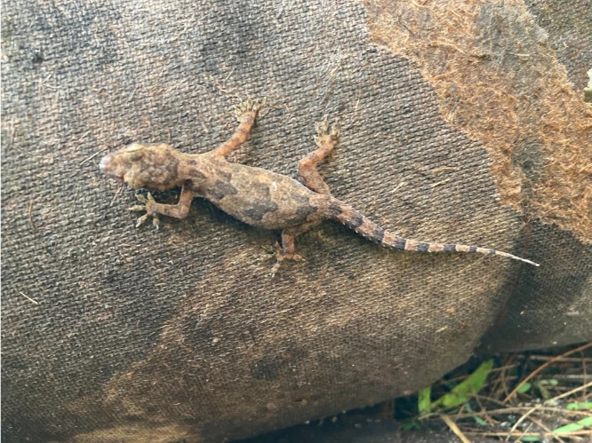 Tropical House Gecko on a sand bag