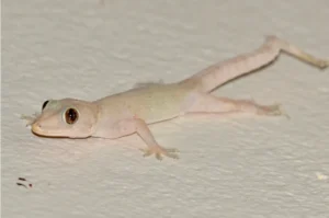 Tropical House Gecko on a white wall