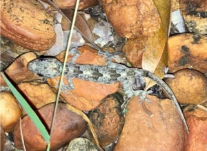 Tropical House Gecko on brown leaves