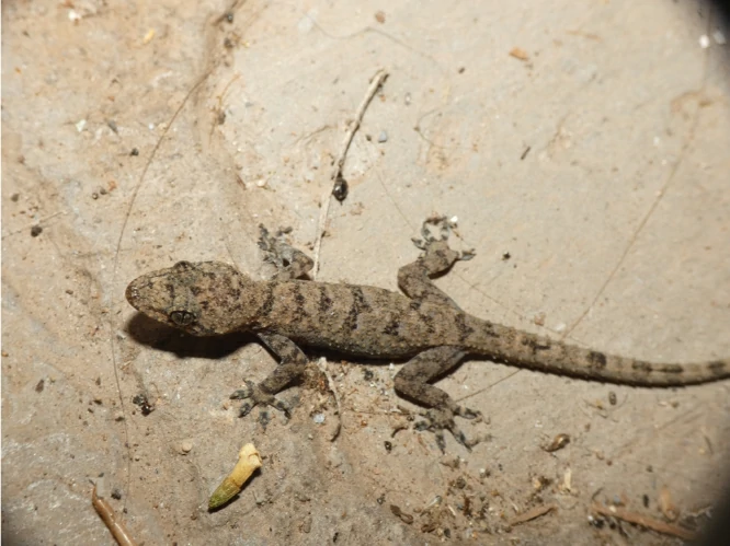 Tropical House Gecko on gray floor