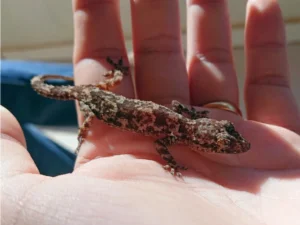 Tropical House Gecko on hand in the sun
