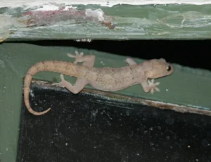 Tropical House Gecko on window pane (2)