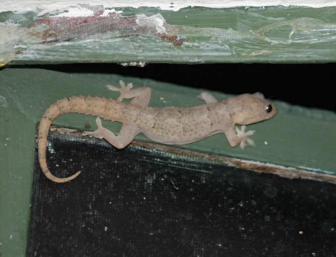 Tropical House Gecko on window pane (2)
