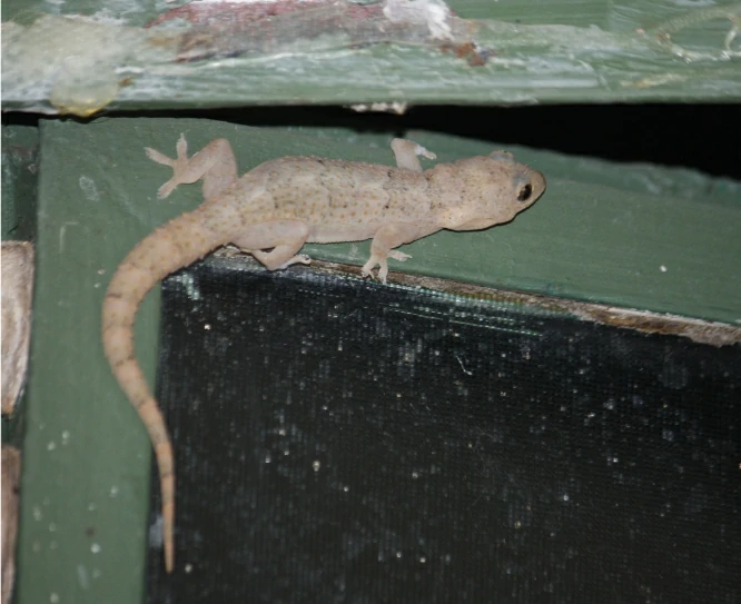 Tropical House Gecko on window pane