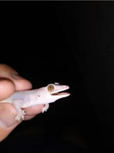 Tropical House Gecko open mouth side veiw