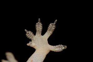Tropical House Gecko toe pads