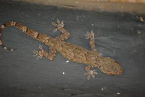 Tropical House Gecko top view