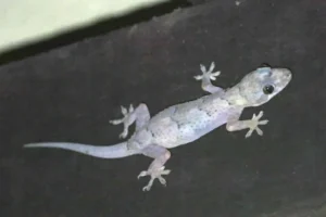 Tropical House Gecko with a regrown tail