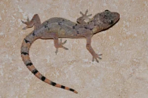 Tropical House Gecko with black spots and stripes