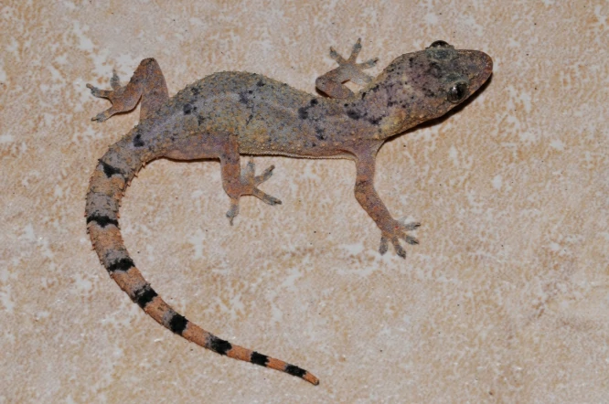 Tropical House Gecko with black spots and stripes