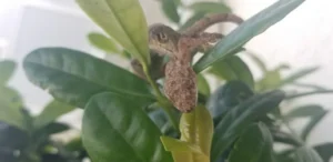 Tropical House Geckos biting each other (2)