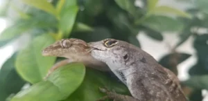 Tropical House Geckos biting each other