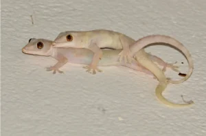 Pink Tropical House Gecko