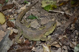 Tuatara
