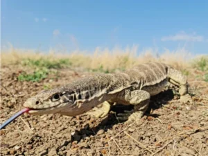 Water monitor with its tongue out