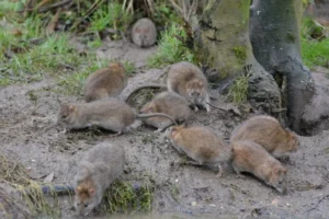 A colony of Brown Rats on the ground
