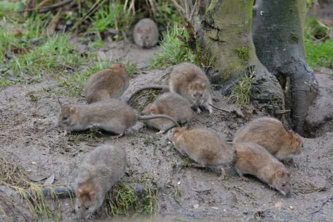 A colony of Brown Rats on the ground