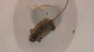 A fat rat that came up the toilet