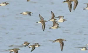 A flock on White-rumped Sandpipers in flight