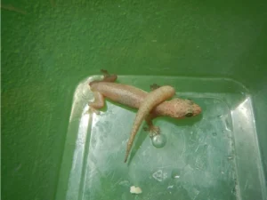 A gecko and its lost tail
