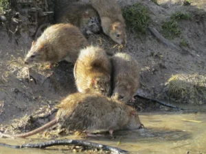 A group of Brown Rats drinking water 0