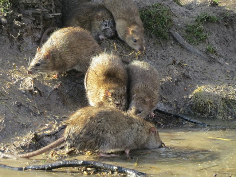 A group of Brown Rats drinking water 0
