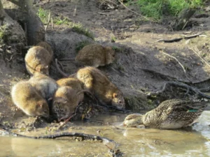 A group of Brown Rats drinking water