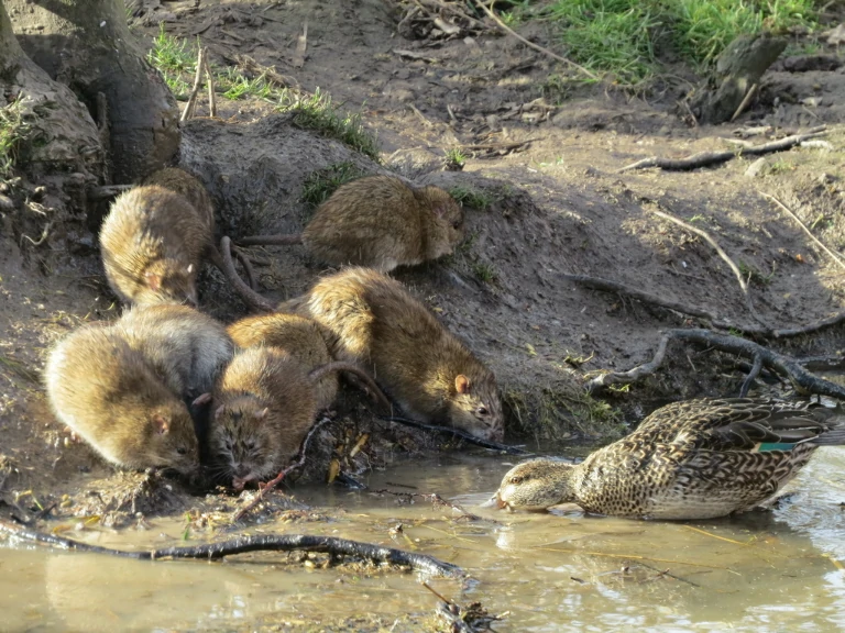 A group of Brown Rats drinking water