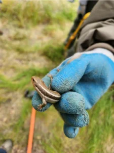A person wearing blue gloves holding a Western Skink 0