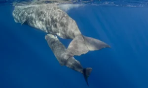 A sperm whale swimming with its baby.