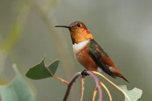 Allen's Hummingbird