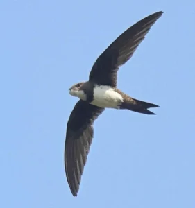Alpine Swift in flight