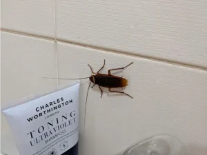 American Cockroach on a bathroom wall